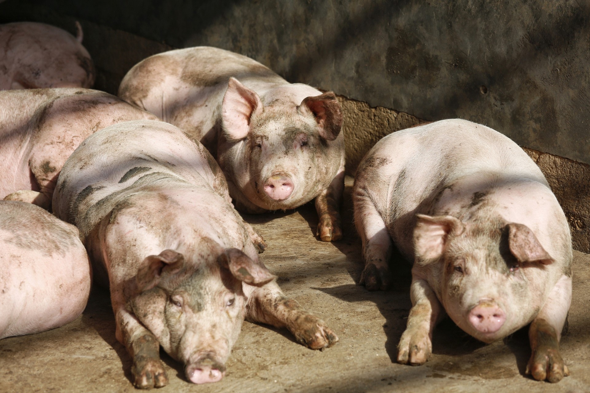 有業界透露，因內地對活豬的需求大增，供港豬場都把豬隻轉為內銷，未能供港。　（資料圖片）