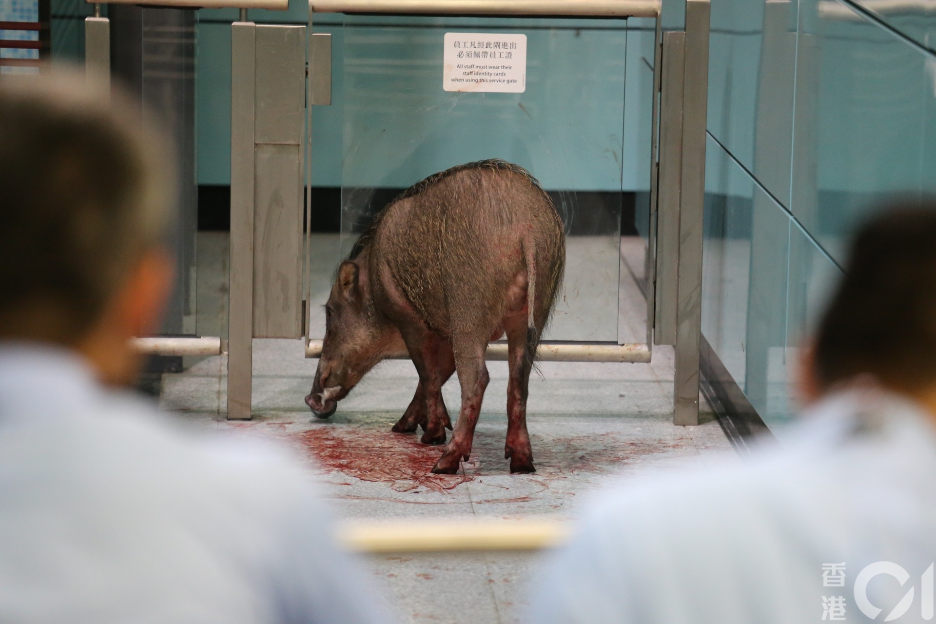 小野豬面及腳受傷。(黃廸雯攝) 小野豬面及腳受傷。(黃廸雯攝)