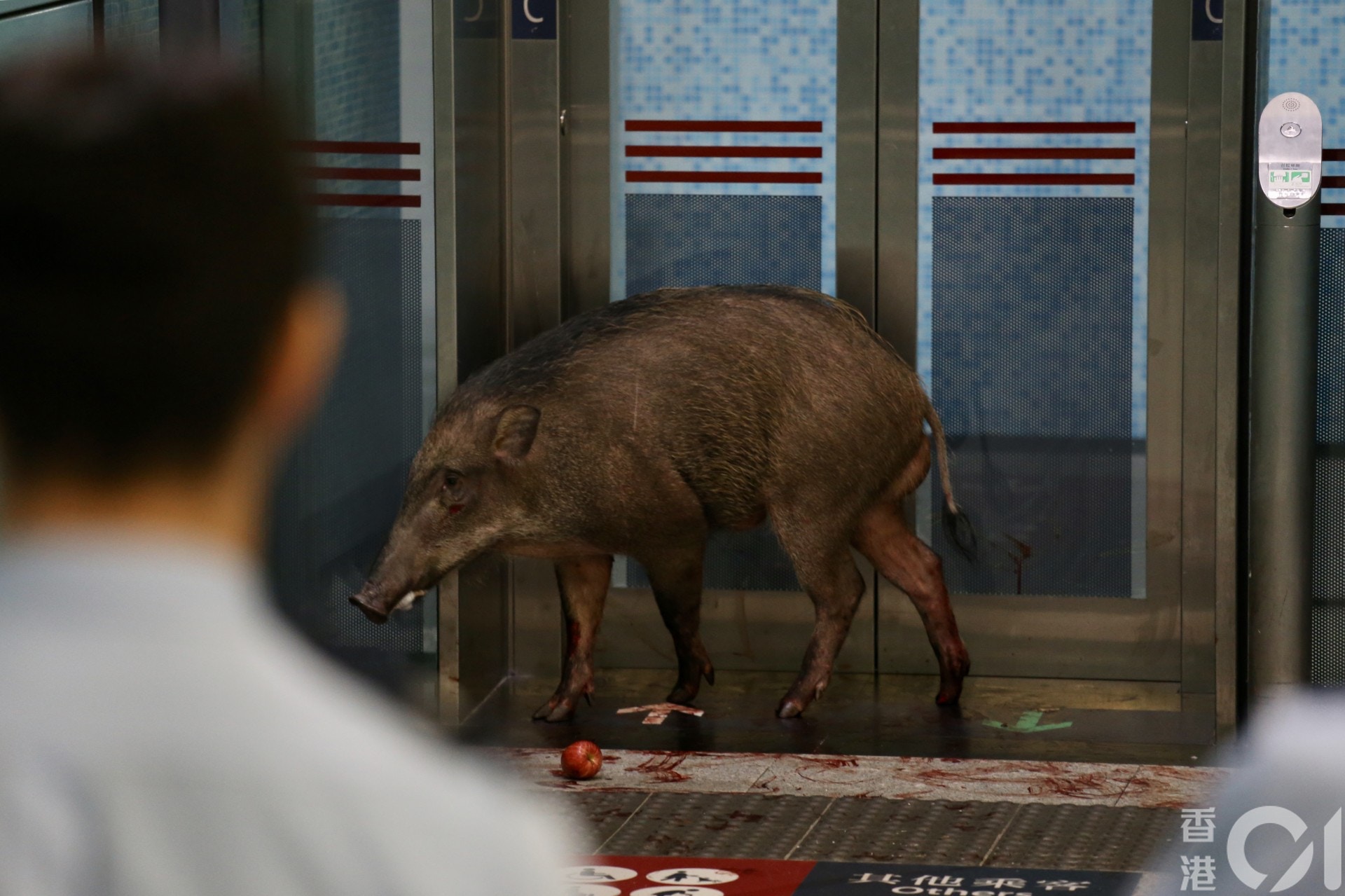 有人為小野豬提供蘋果。(黃廸雯攝) 有人為小野豬提供蘋果。(黃廸雯攝)