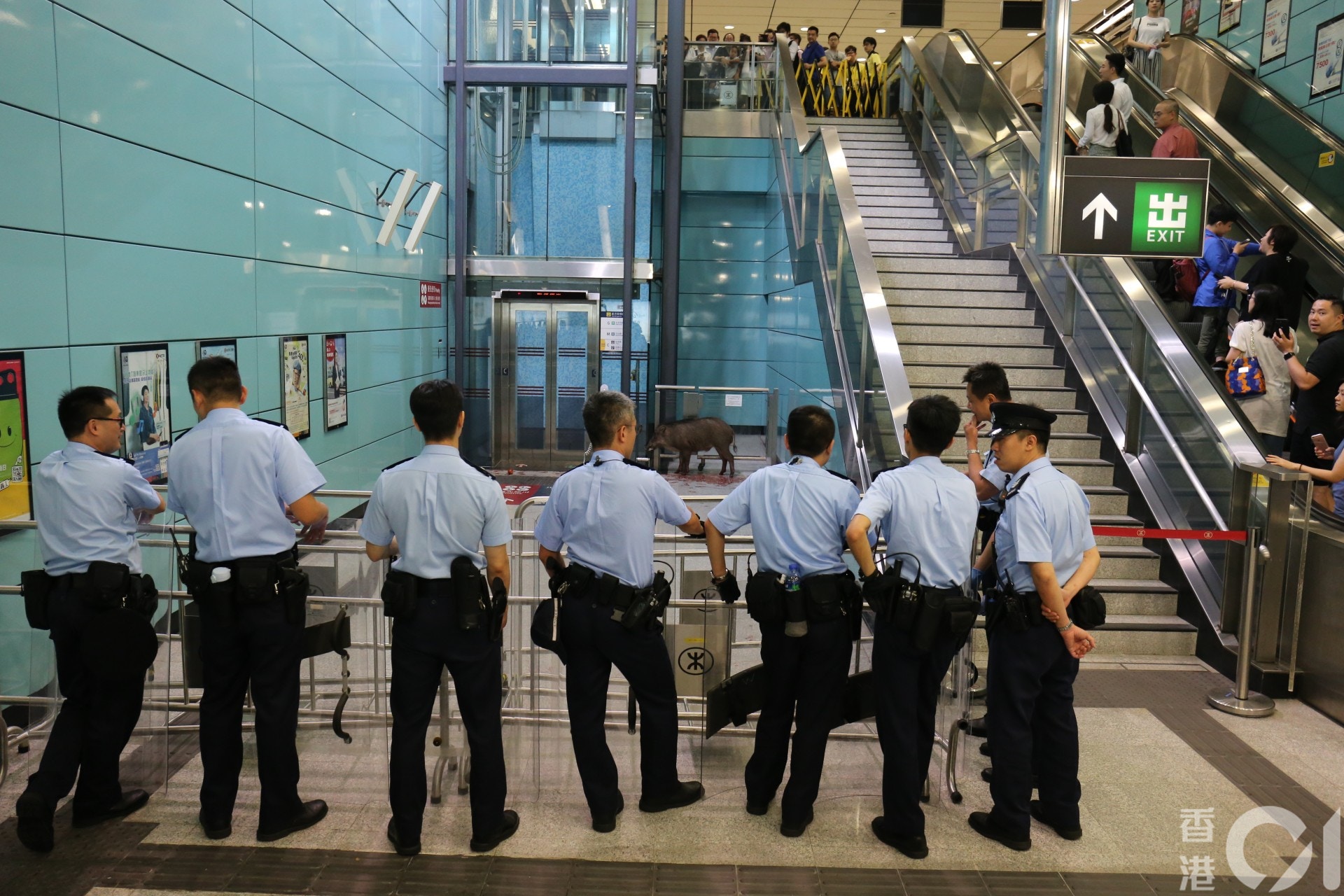 小野豬被鐵欄及警員困在一角。(黃廸雯攝) 小野豬被鐵欄及警員困在一角。(黃廸雯攝)