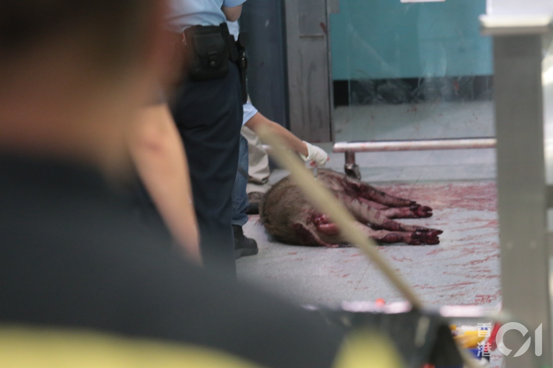 小野豬「中槍」倒地。(黃廸雯攝) 小野豬「中槍」倒地。(黃廸雯攝)