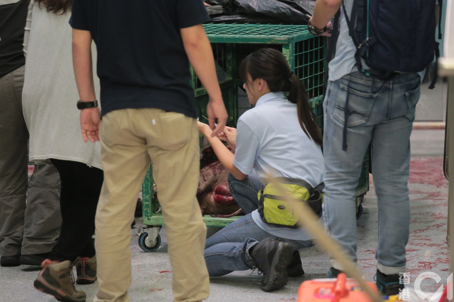 漁護署職員將小野豬移入捕獸籠。(黃廸雯攝) 漁護署職員將小野豬移入捕獸籠。(黃廸雯攝)