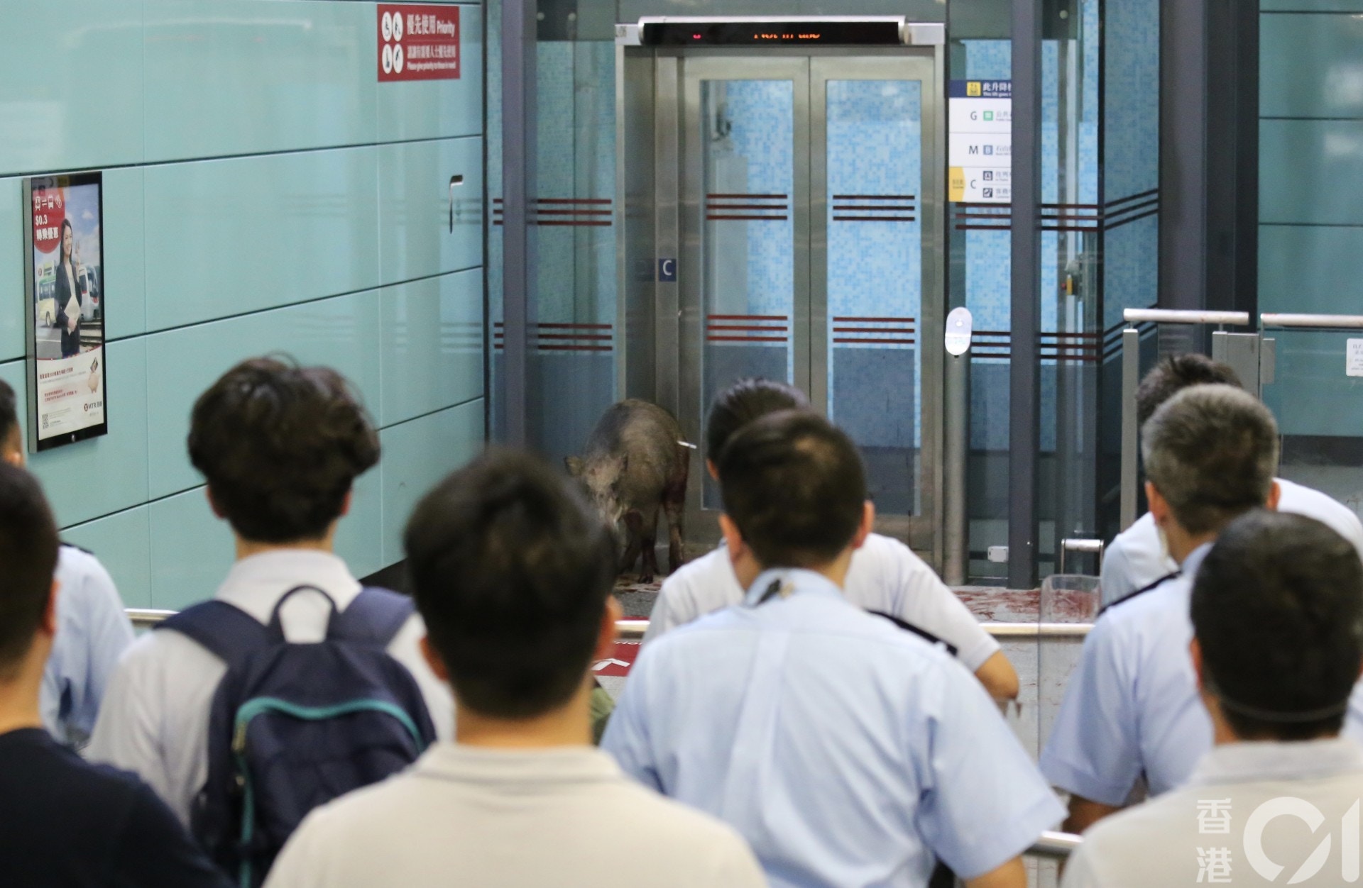 小野豬身體左後方中麻醉槍。(黃廸雯攝) 小野豬身體左後方中麻醉槍。(黃廸雯攝)