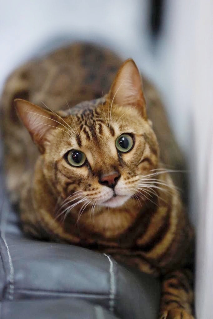 兩歲的Tango上周意外身亡。(受訪者提供) 兩歲的Tango上周意外身亡。(受訪者提供)