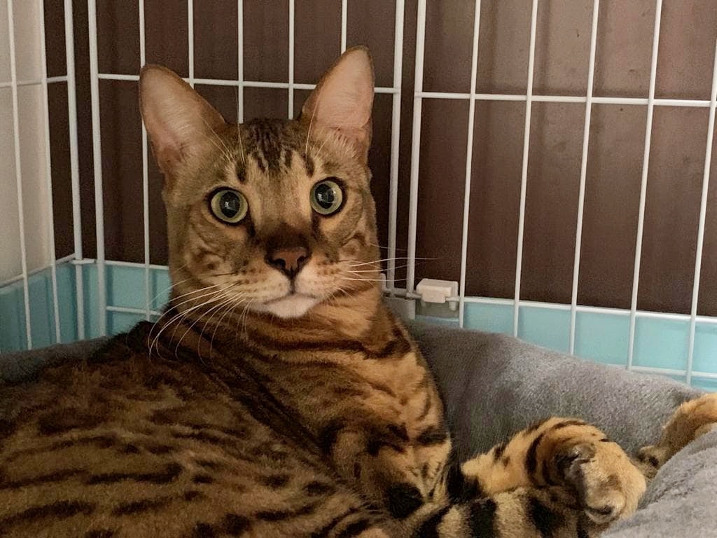 麥志豪指現行法例粗疏,導致類似的疏忽照顧個案屢見不鮮。(受訪者提供) 麥志豪指現行法例粗疏,導致類似的疏忽照顧個案屢見不鮮。(受訪者提供)