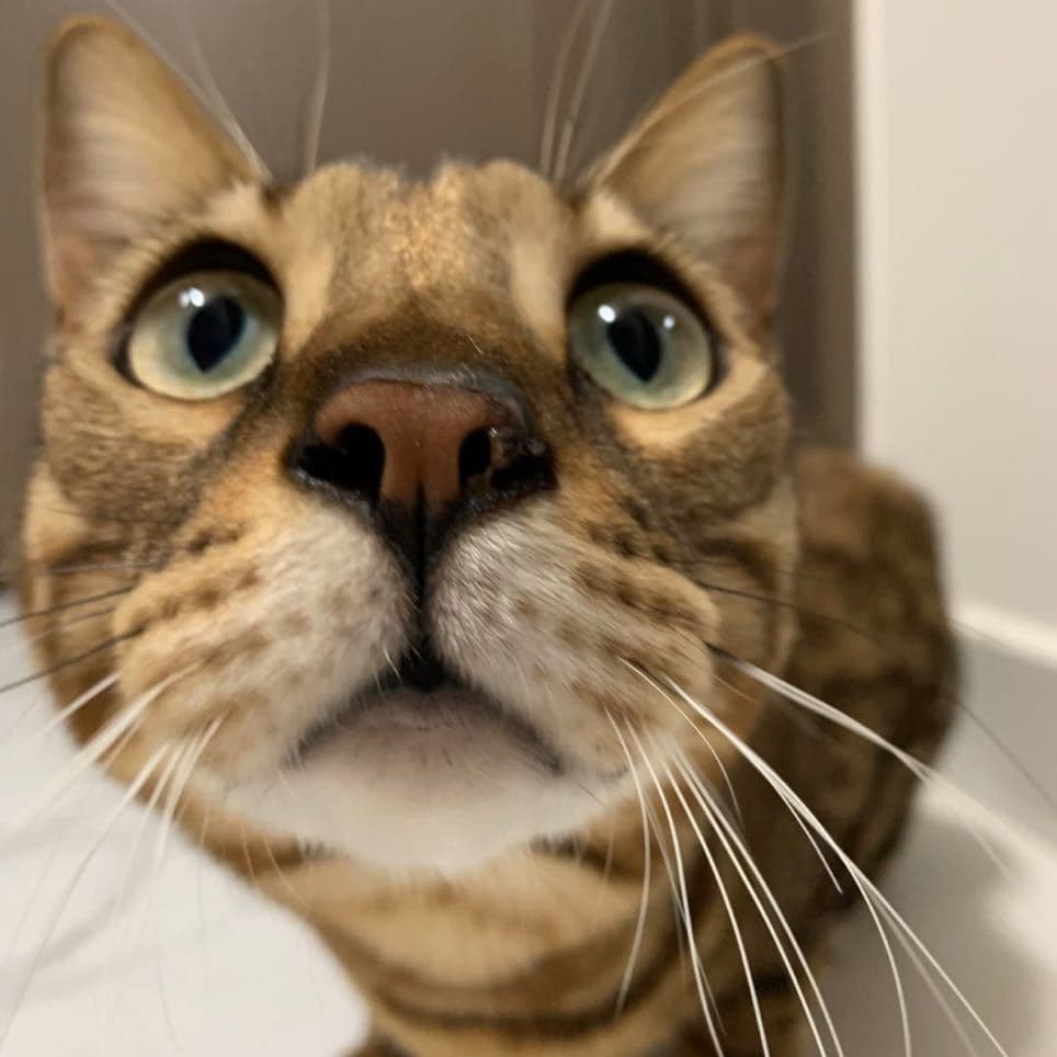 飼主得悉愛貓身亡,深感自責。(受訪者提供) 飼主得悉愛貓身亡,深感自責。(受訪者提供)