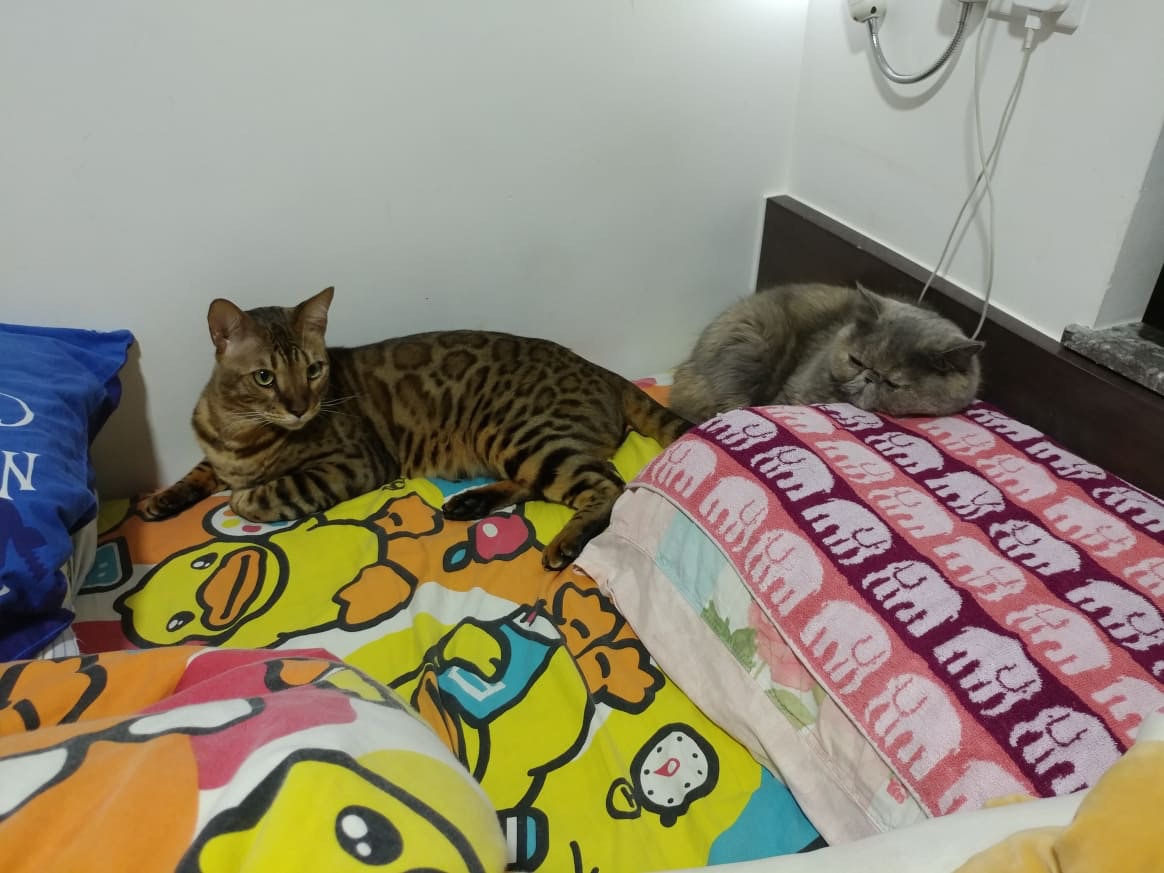 飼主質疑外傭刻意忽略乾衣機的異樣聲音。(受訪者提供) 飼主質疑外傭刻意忽略乾衣機的異樣聲音。(受訪者提供)