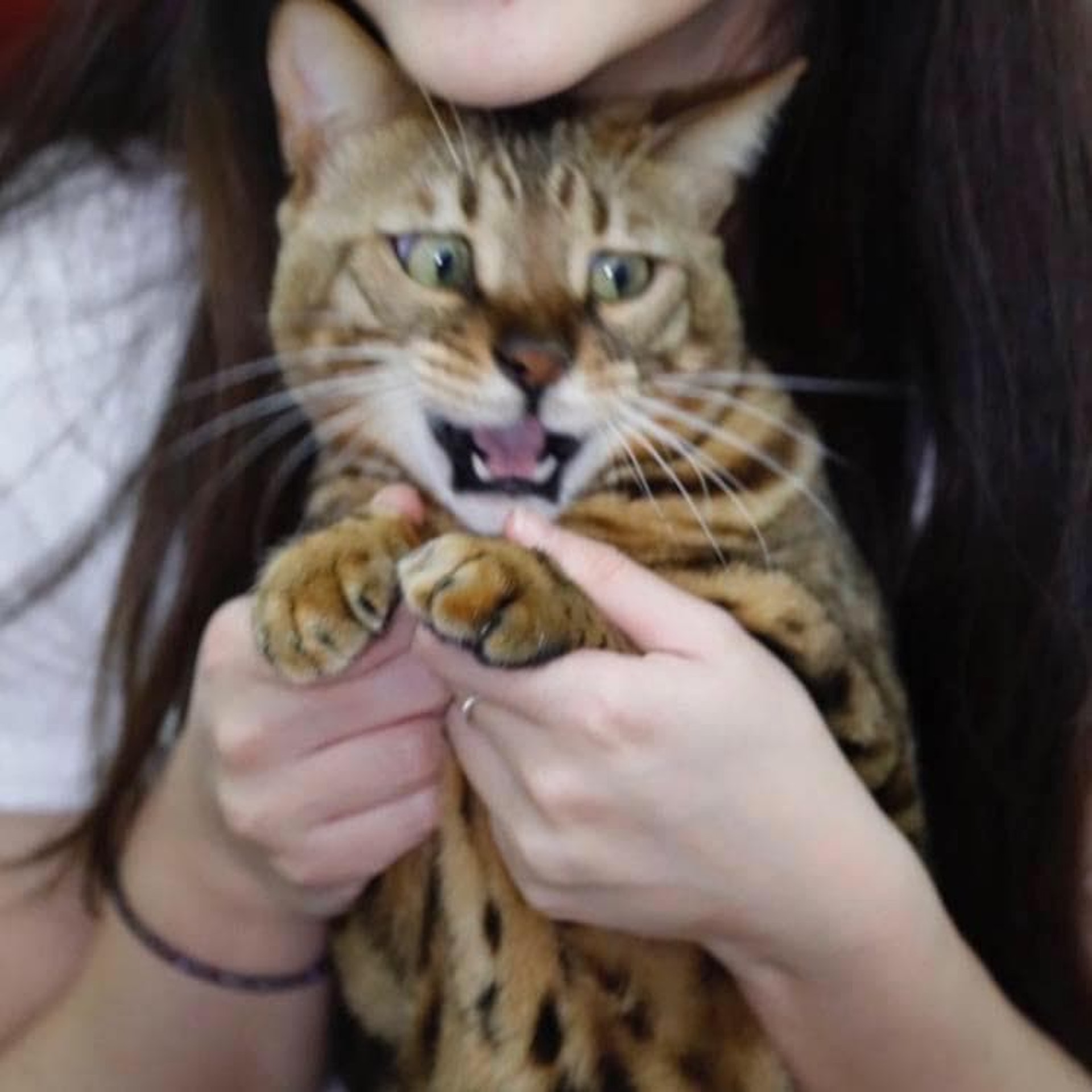 飼主認為外傭無論如何也要肩負一定責任。(受訪者提供) 飼主認為外傭無論如何也要肩負一定責任。(受訪者提供)