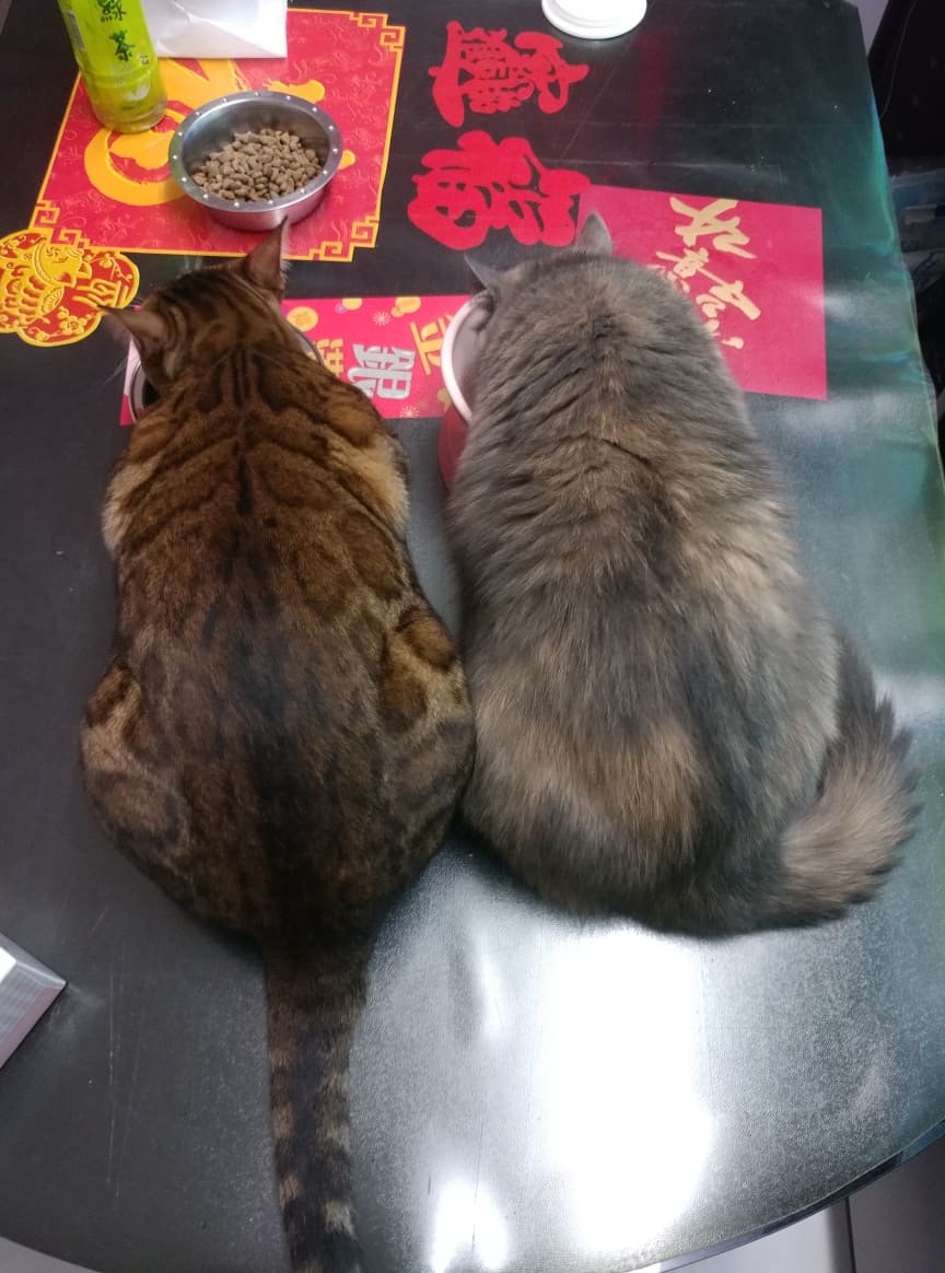 從相中可見,Tango體型並不瘦削,飼主透露牠重8公斤。(受訪者提供) 從相中可見,Tango體型並不瘦削,飼主透露牠重8公斤。(受訪者提供)