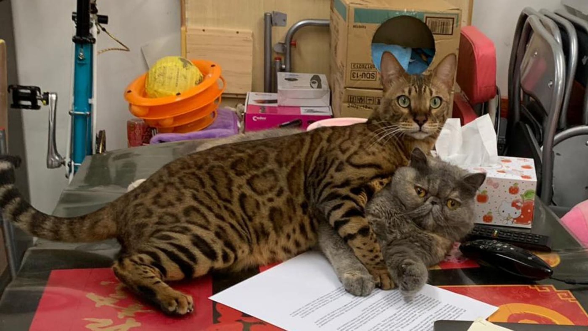 飼主形容,涉事外傭平日表現愛護貓狗。(受訪者提供) 飼主形容,涉事外傭平日表現愛護貓狗。(受訪者提供)