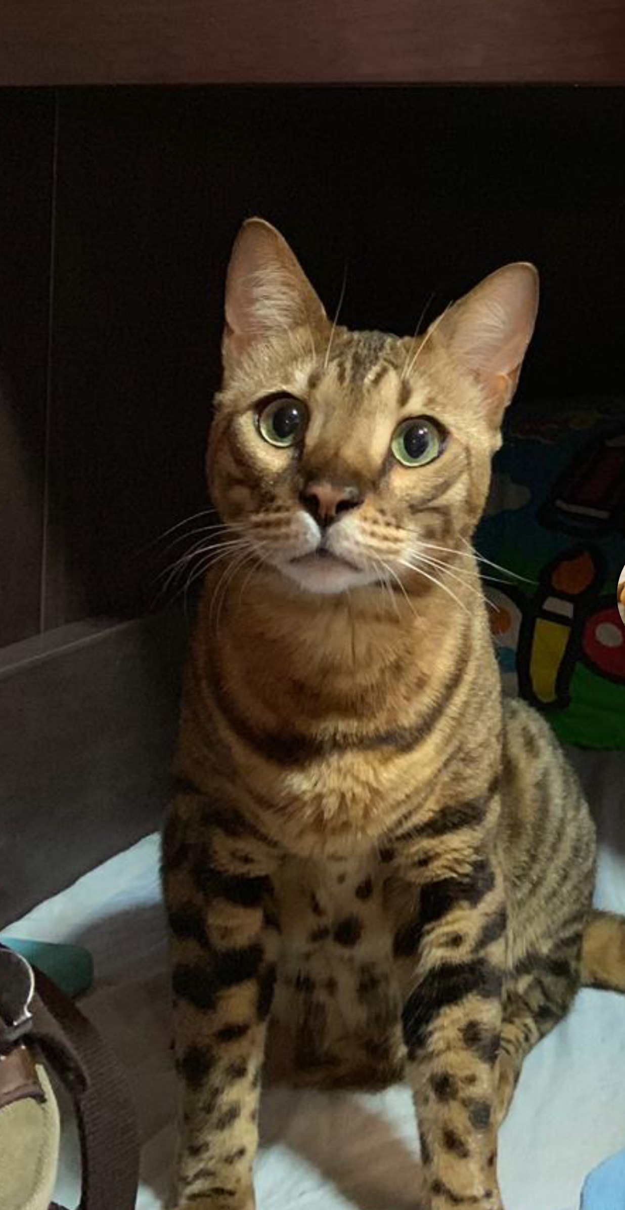 警員到表示因案發現場並無閉路電視,無法對外傭提告。(受訪者提供) 警員到表示因案發現場並無閉路電視,無法對外傭提告。(受訪者提供)