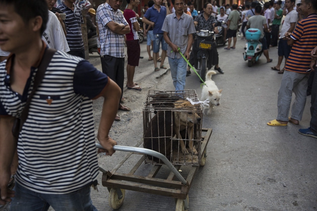 商販會拾獲流浪動物或盜竊寵物,並且將牠們毆打致死售賣,部分狗隻仍圍着狗圈。(資料圖片) 商販會拾獲流浪動物或盜竊寵物,並且將牠們毆打致死售賣,部分狗隻仍圍着狗圈。(資料圖片)