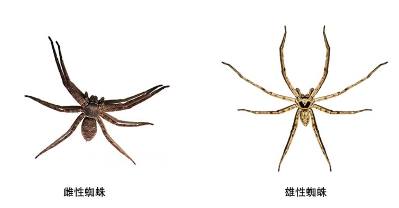 大蜘蛛抱 白色馬卡龍 恐怖現身台女崩潰求助網民 別弄破 香港01 熱爆話題