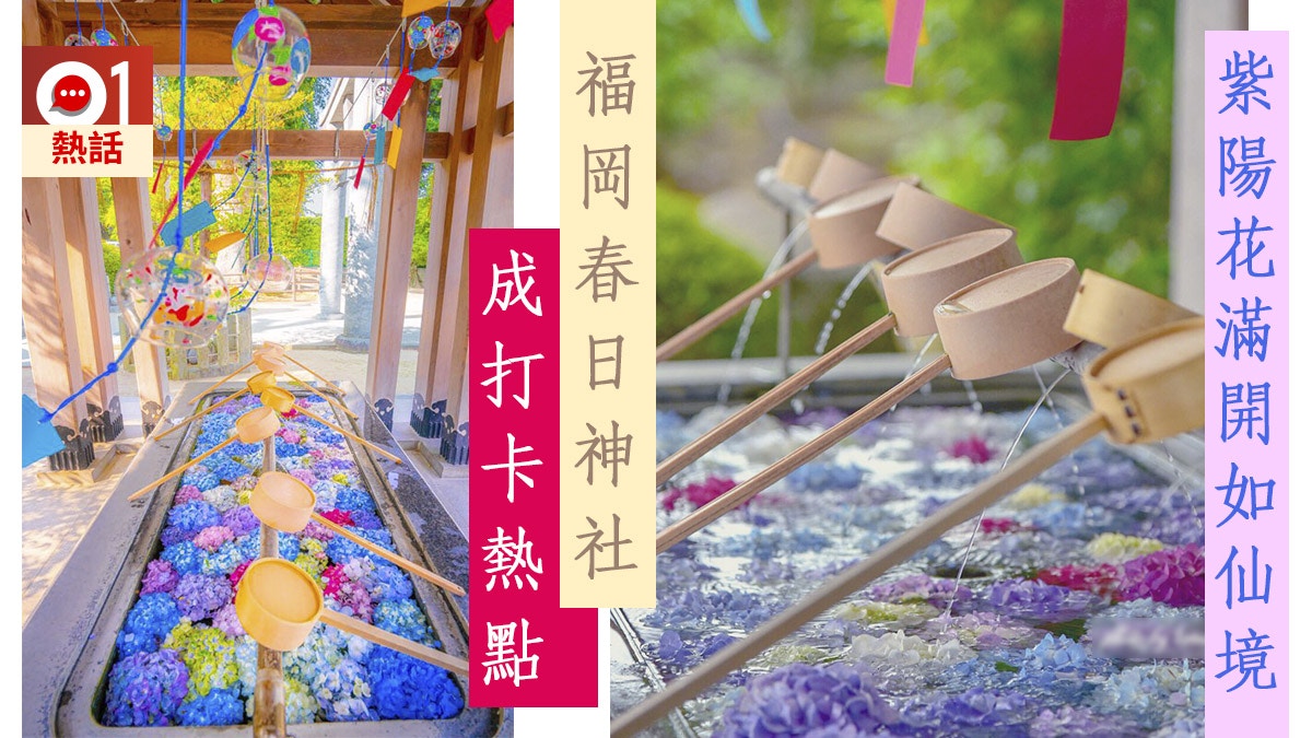 日本福岡春日神社紫陽花滿開繡球花放滿手水舍似仙境成打卡熱點 日本福岡春日神社紫陽花滿開繡球花放滿手水舍似仙境成打卡熱點