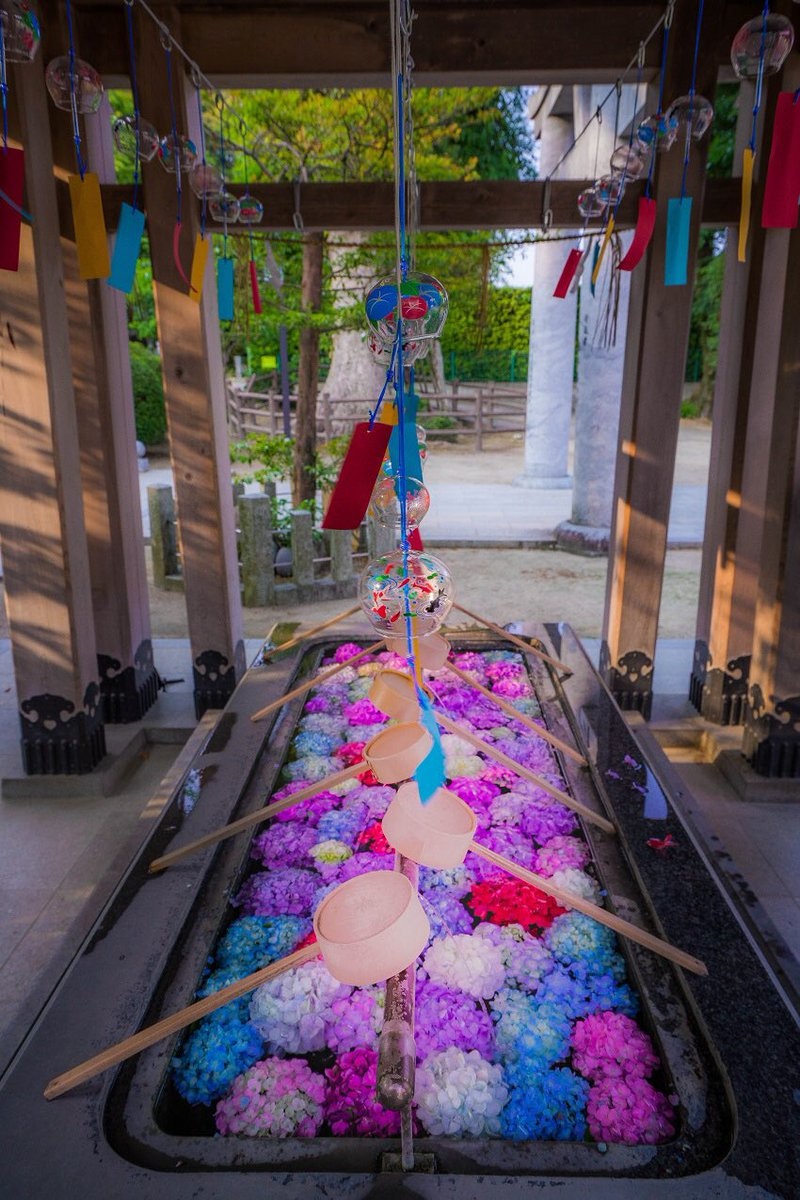 日本福岡春日神社紫陽花滿開繡球花放滿手水舍似仙境成打卡熱點