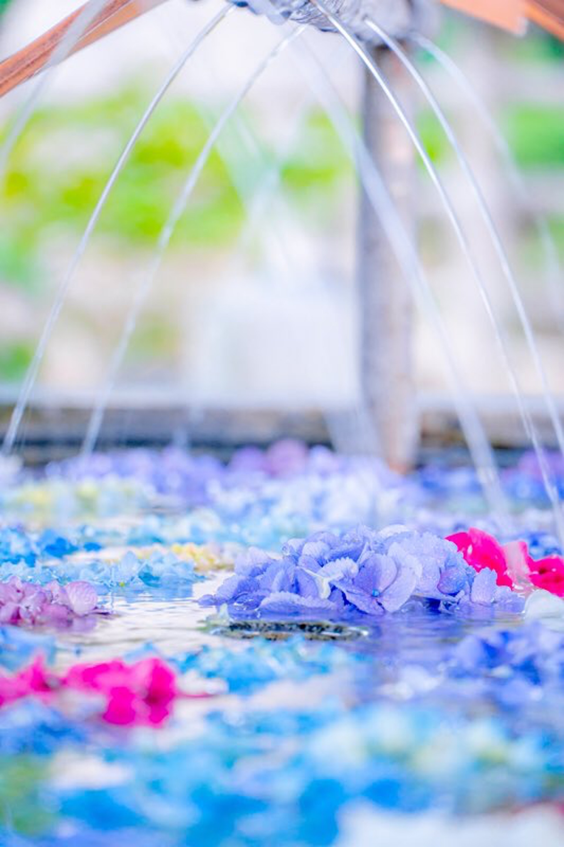 日本福岡春日神社紫陽花滿開繡球花放滿手水舍似仙境成打卡熱點 日本福岡春日神社紫陽花滿開繡球花放滿手水舍似仙境成打卡熱點