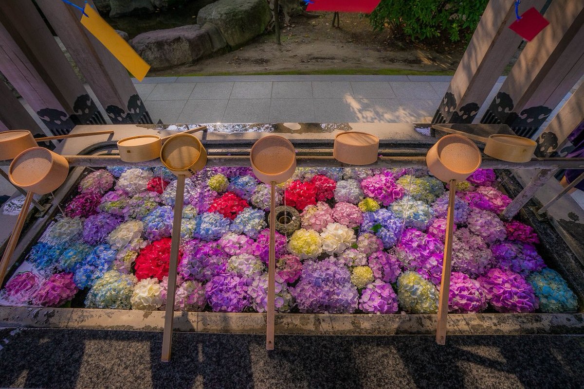 日本福岡春日神社紫陽花滿開繡球花放滿手水舍似仙境成打卡熱點