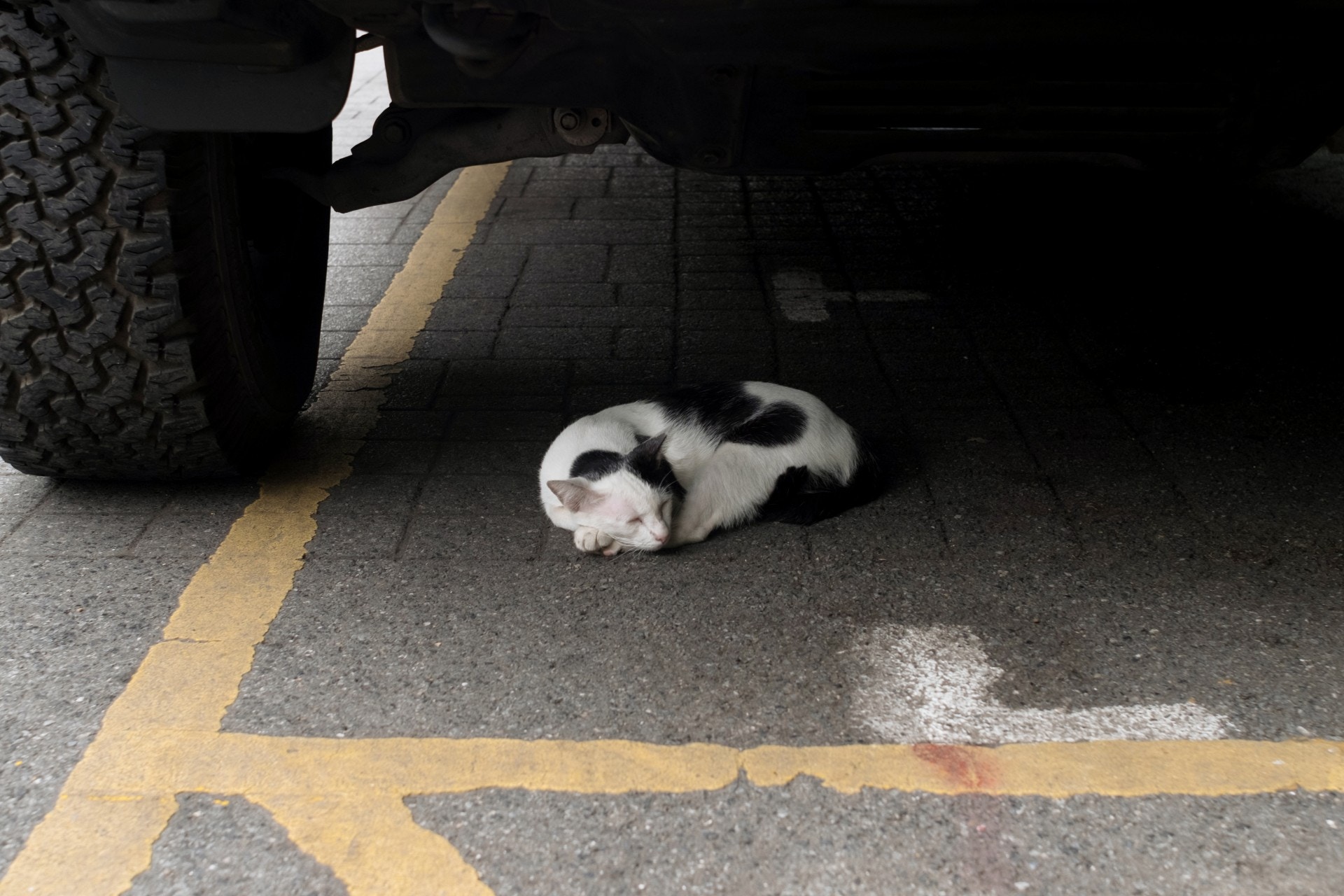 任何以永久或暫時性質飼養或管有動物的人都須對相關的動物負上謹慎責任。故貨倉負責人需對倉狗、倉貓負責。 任何以永久或暫時性質飼養或管有動物的人都須對相關的動物負上謹慎責任。故貨倉負責人需對倉狗、倉貓負責。