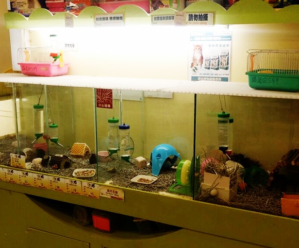 葉沃達回應指,集團亦有意完全停售小動物,惟目前仍在計劃當中。(Q-Pets) 葉沃達回應指,集團亦有意完全停售小動物,惟目前仍在計劃當中。(Q-Pets)