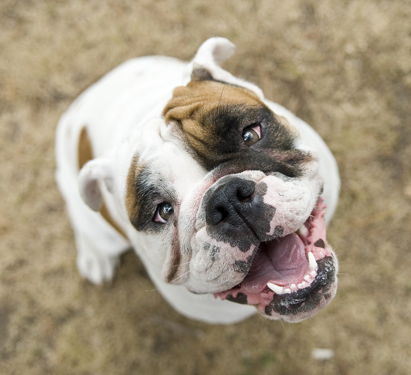 近年養寵物風氣盛行,不少人加入成為貓狗奴。(VCG) 近年養寵物風氣盛行,不少人加入成為貓狗奴。(VCG)
