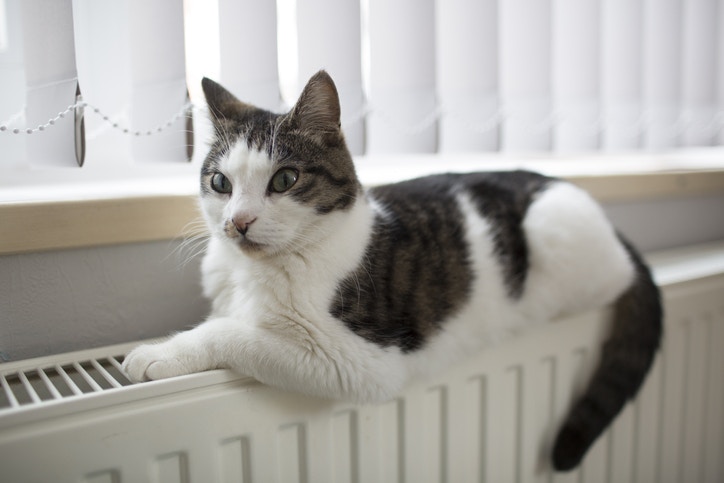 本港養狗的人比養貓為多,喵星人要統治香港還需努力。(GettyImages) 本港養狗的人比養貓為多,喵星人要統治香港還需努力。(GettyImages)