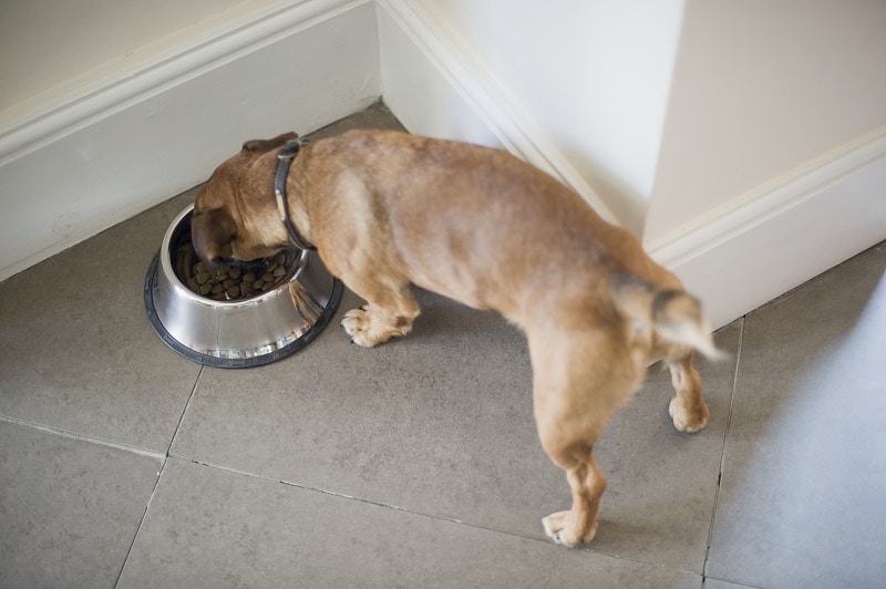 養貓狗住戶的入息中位數接近,兩者沒明顯差別。(VCG) 養貓狗住戶的入息中位數接近,兩者沒明顯差別。(VCG)