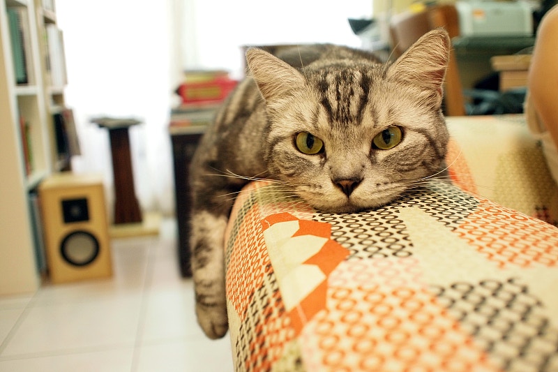 寵物被棄養,似乎無可避免地與土地問題有關。(VCG) 寵物被棄養,似乎無可避免地與土地問題有關。(VCG)