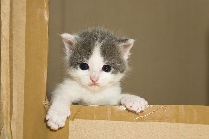養狗的人多數是購買回來,而養貓的則主要是親朋送贈。(VCG) 養狗的人多數是購買回來,而養貓的則主要是親朋送贈。(VCG)