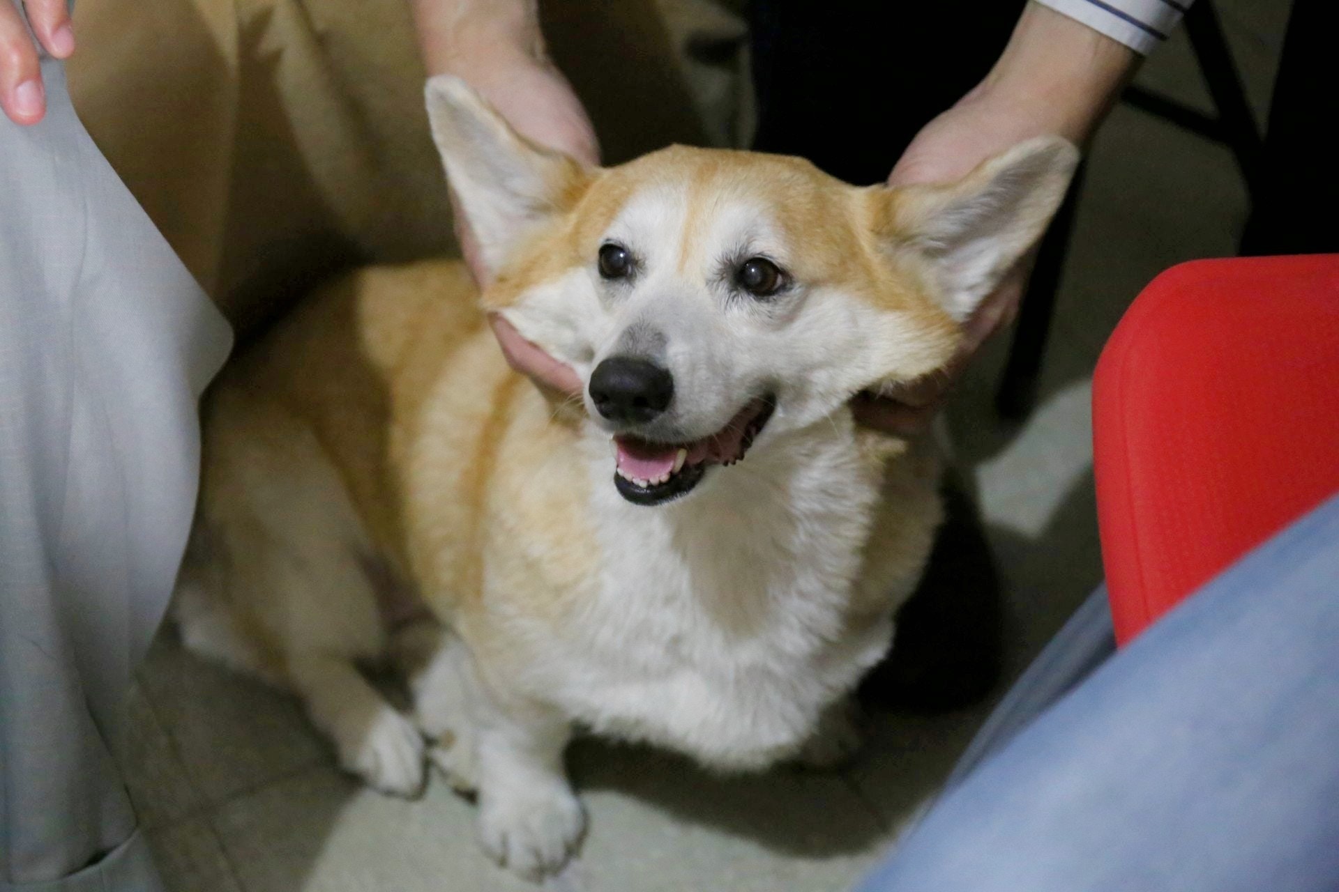 劉伯伯現已成功申請Money為「伴侶犬」。(資料圖片) 劉伯伯現已成功申請Money為「伴侶犬」。(資料圖片)