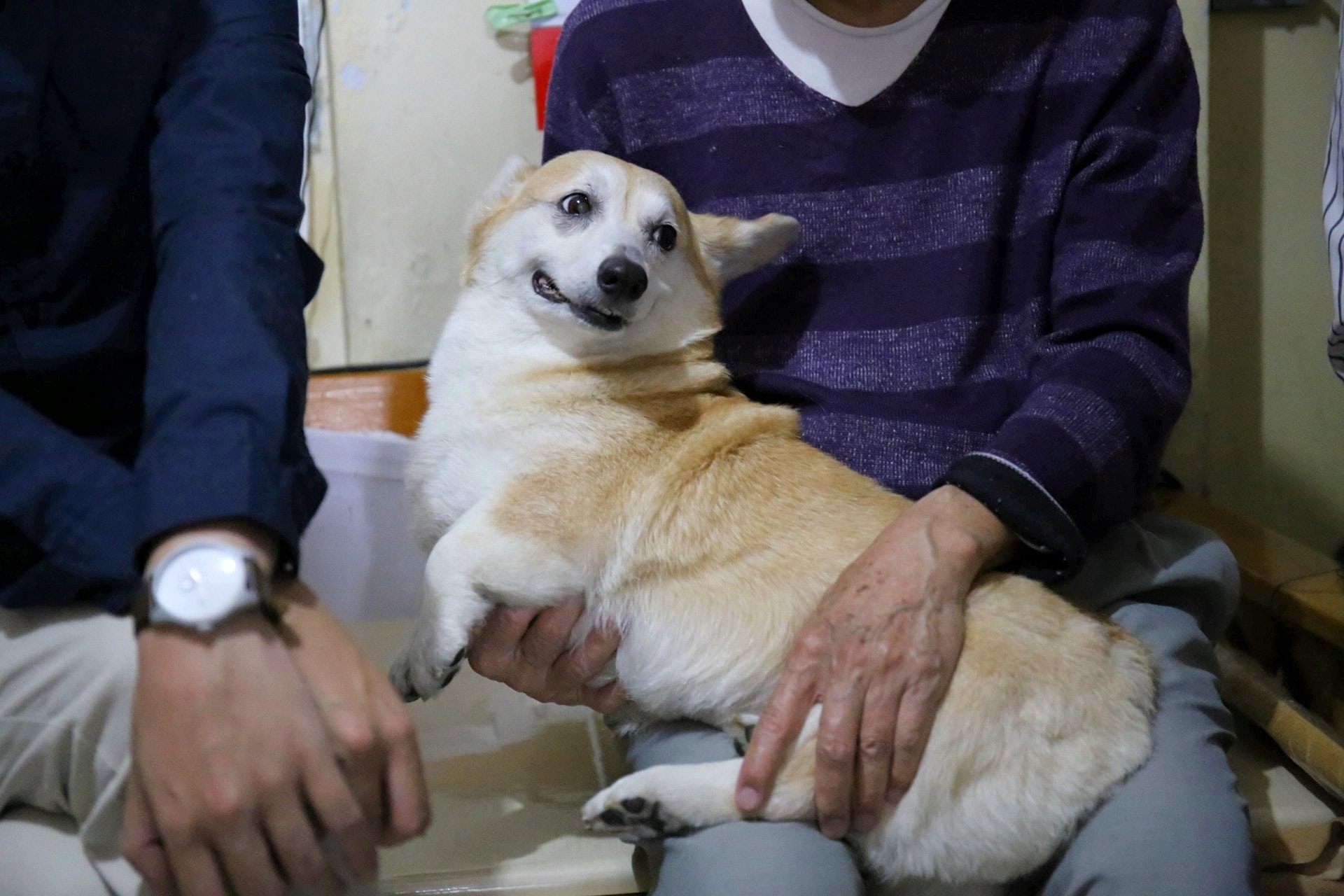 在鄺俊宇議員的協助下,房署職員暫緩行動,而劉伯伯則將Money暫託別處。(資料圖片) 在鄺俊宇議員的協助下,房署職員暫緩行動,而劉伯伯則將Money暫託別處。(資料圖片)