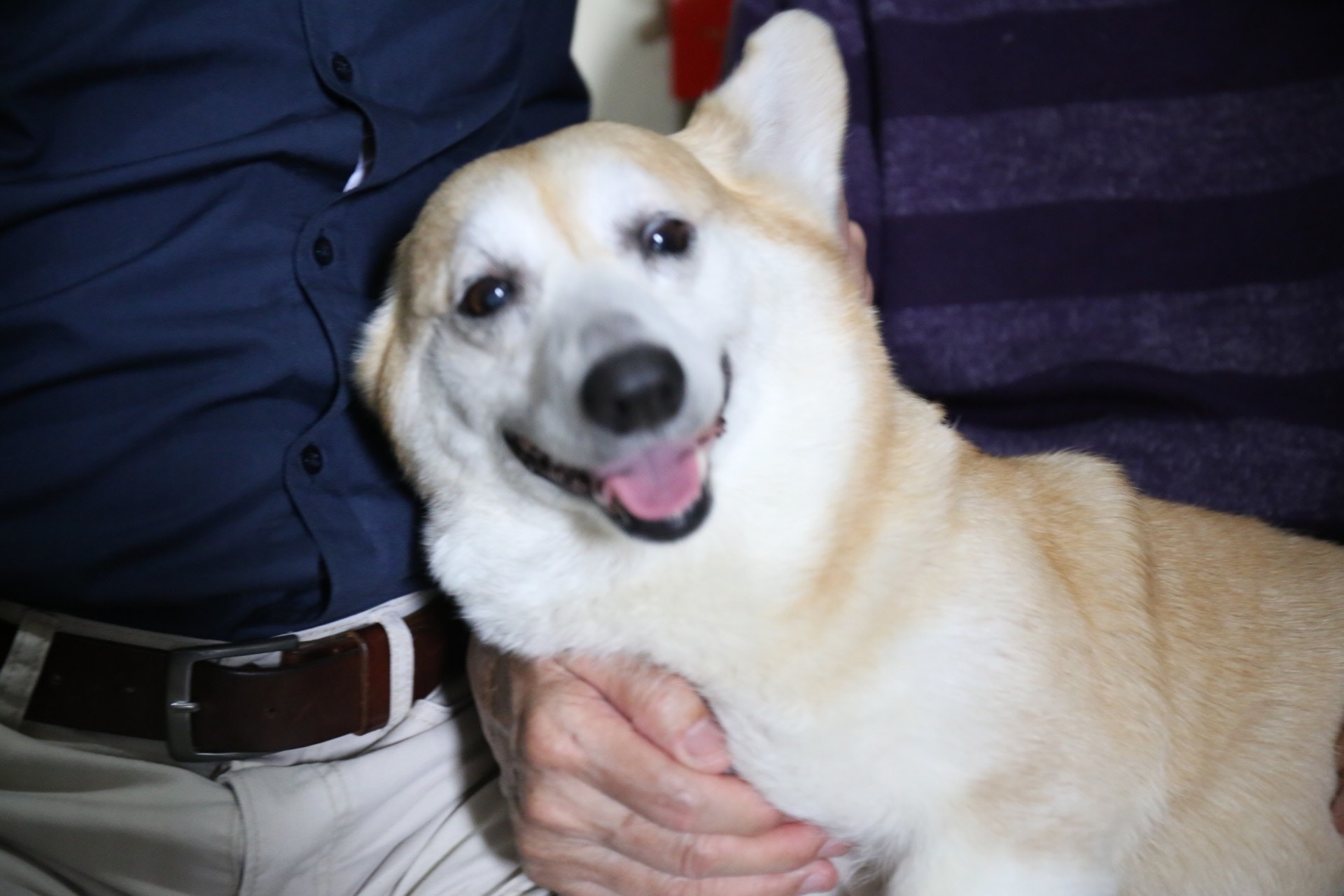 房署曾向劉伯伯發通知,要求他於2月8日前送走Money。(資料圖片) 房署曾向劉伯伯發通知,要求他於2月8日前送走Money。(資料圖片)