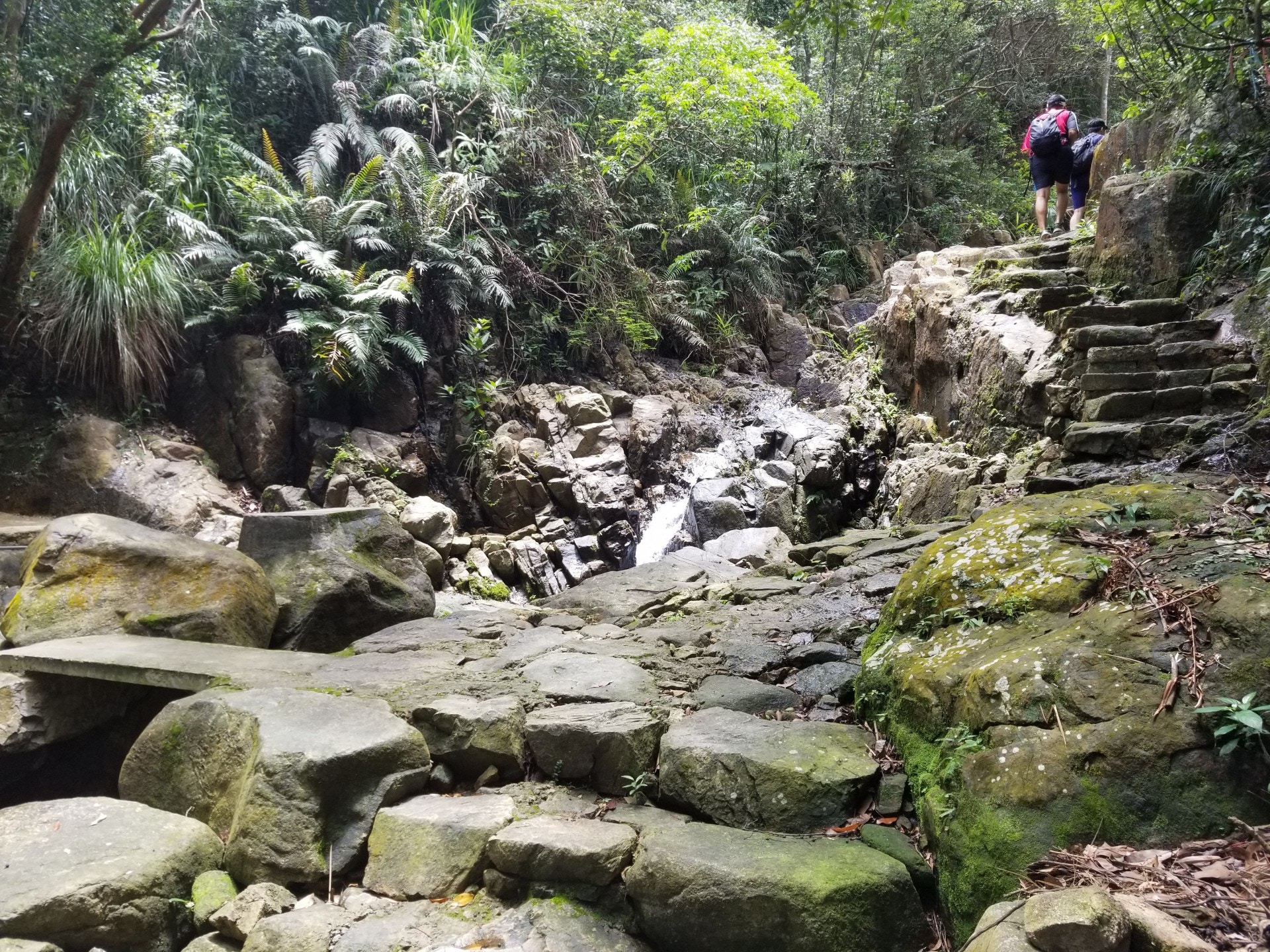 【夏天行山路線】香港大學經龍虎山上山頂　多樹蔭又多消暑位