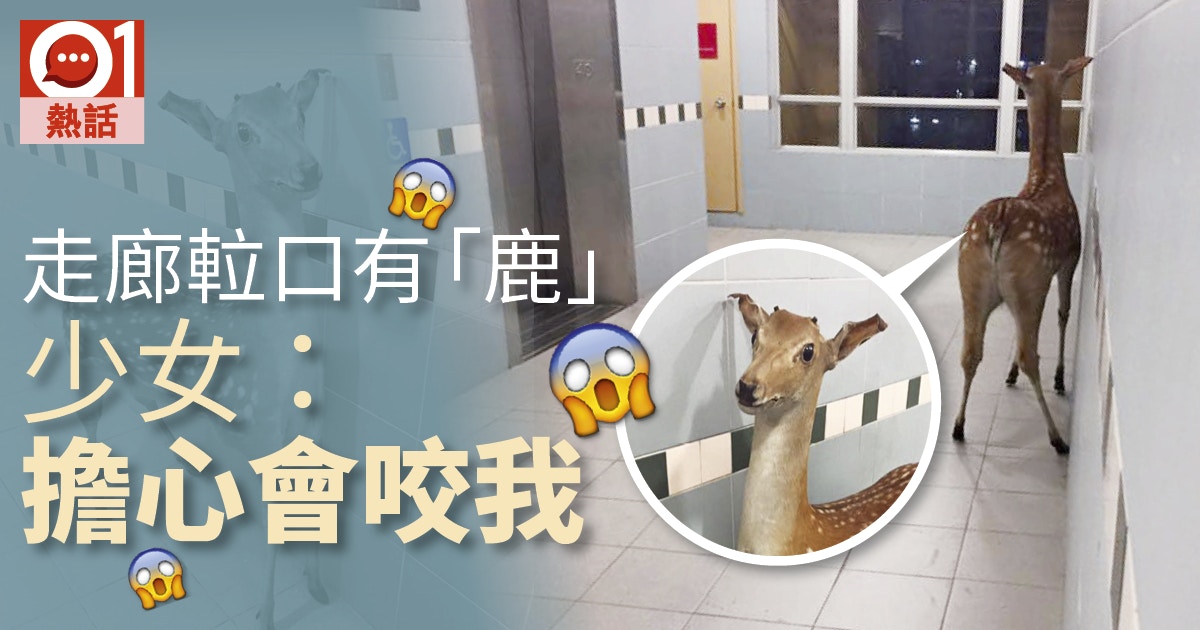 標本疑雲 西貢發現疑似唐狗標本標本師 沒理由遺棄街頭 香港01 寵物 標本疑雲 西貢發現疑似唐狗標本標本師 沒理由遺棄街頭 香港01 寵物