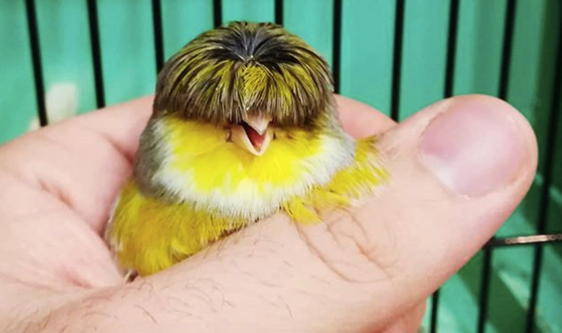 金絲雀b憑 西瓜頭 賣萌走紅網民 側面看似特朗普 香港01 寵物 金絲雀b憑 西瓜頭 賣萌走紅網民 側面看似特朗普 香港01 寵物