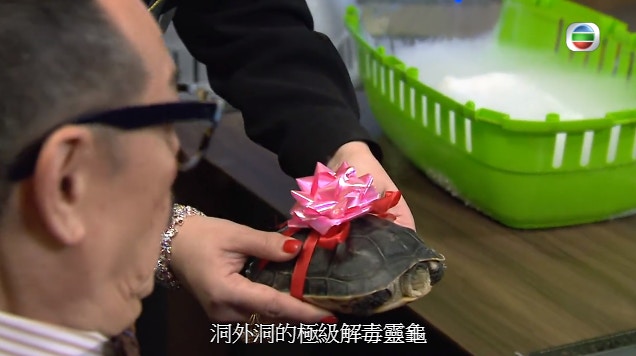 在劇集中,烏龜被形容為「極級解毒靈龜」,無綫指無誇大龜隻藥效。(影片截圖) 在劇集中,烏龜被形容為「極級解毒靈龜」,無綫指無誇大龜隻藥效。(影片截圖)