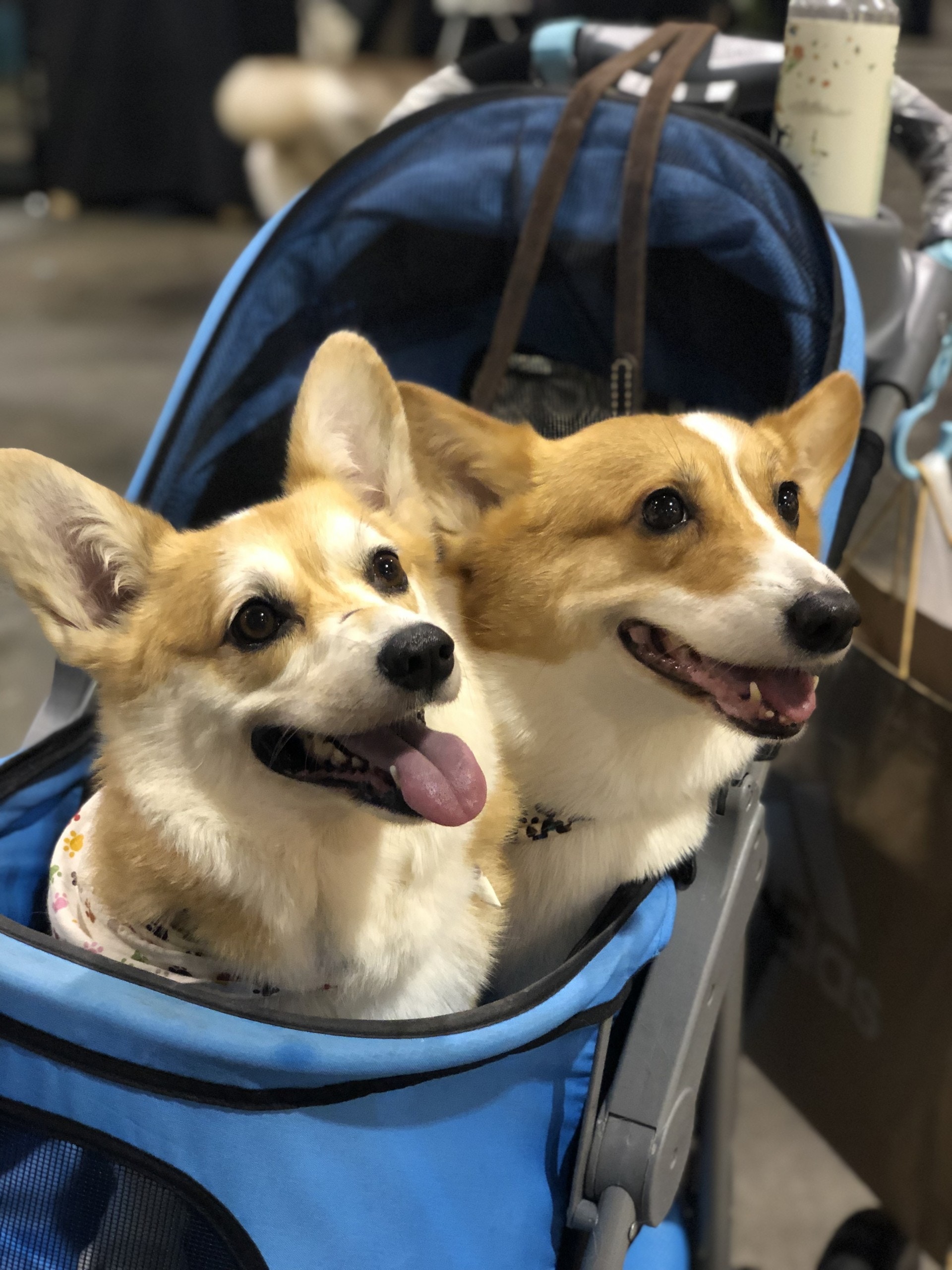 不少寵主也帶攜同愛犬前往展覽,會場氣氛熱鬧。 不少寵主也帶攜同愛犬前往展覽,會場氣氛熱鬧。