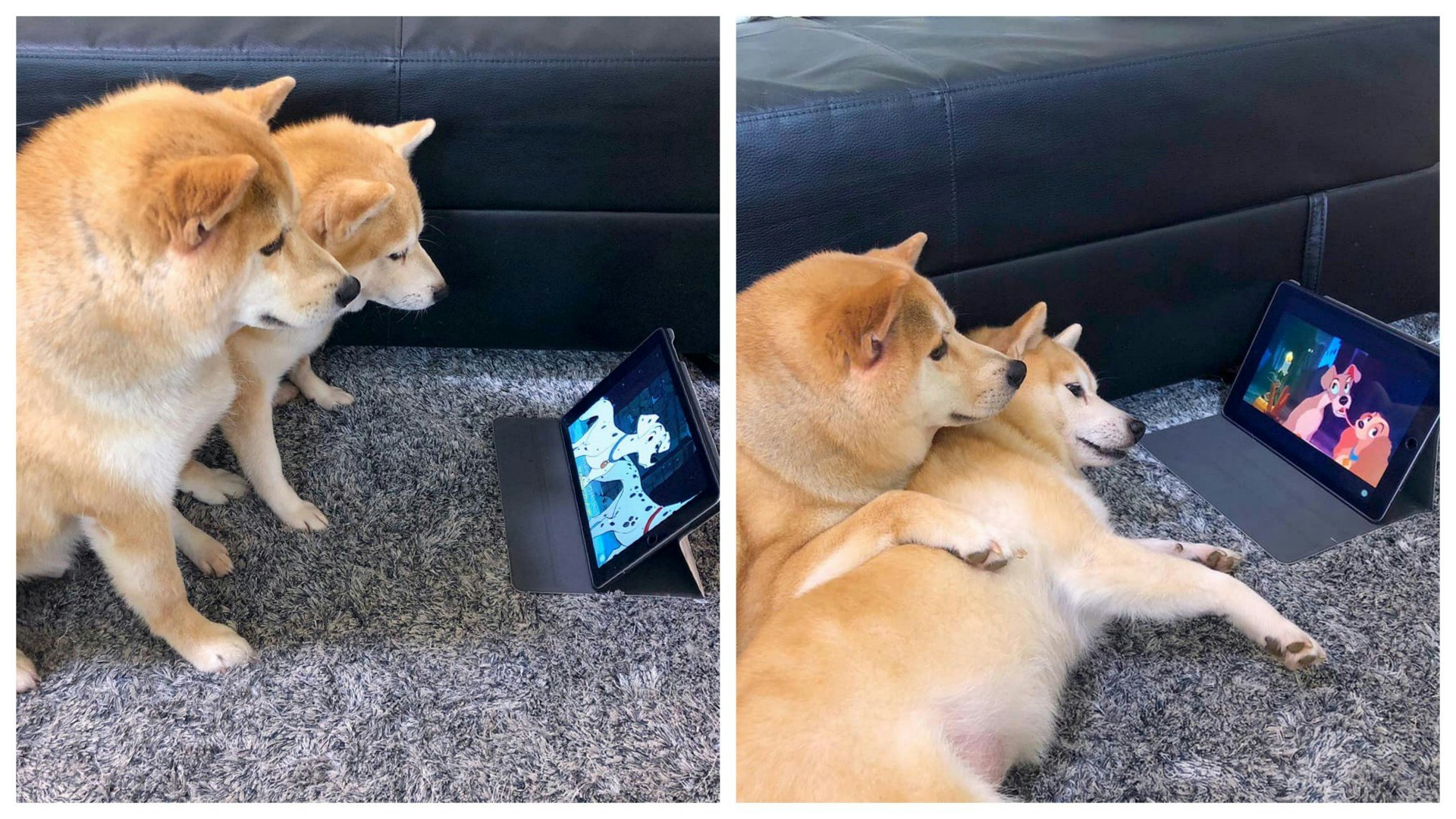 【柴犬】下雨天嚷著去街街 主人出動秘密武器 狗狗即變乖 【柴犬】下雨天嚷著去街街 主人出動秘密武器 狗狗即變乖