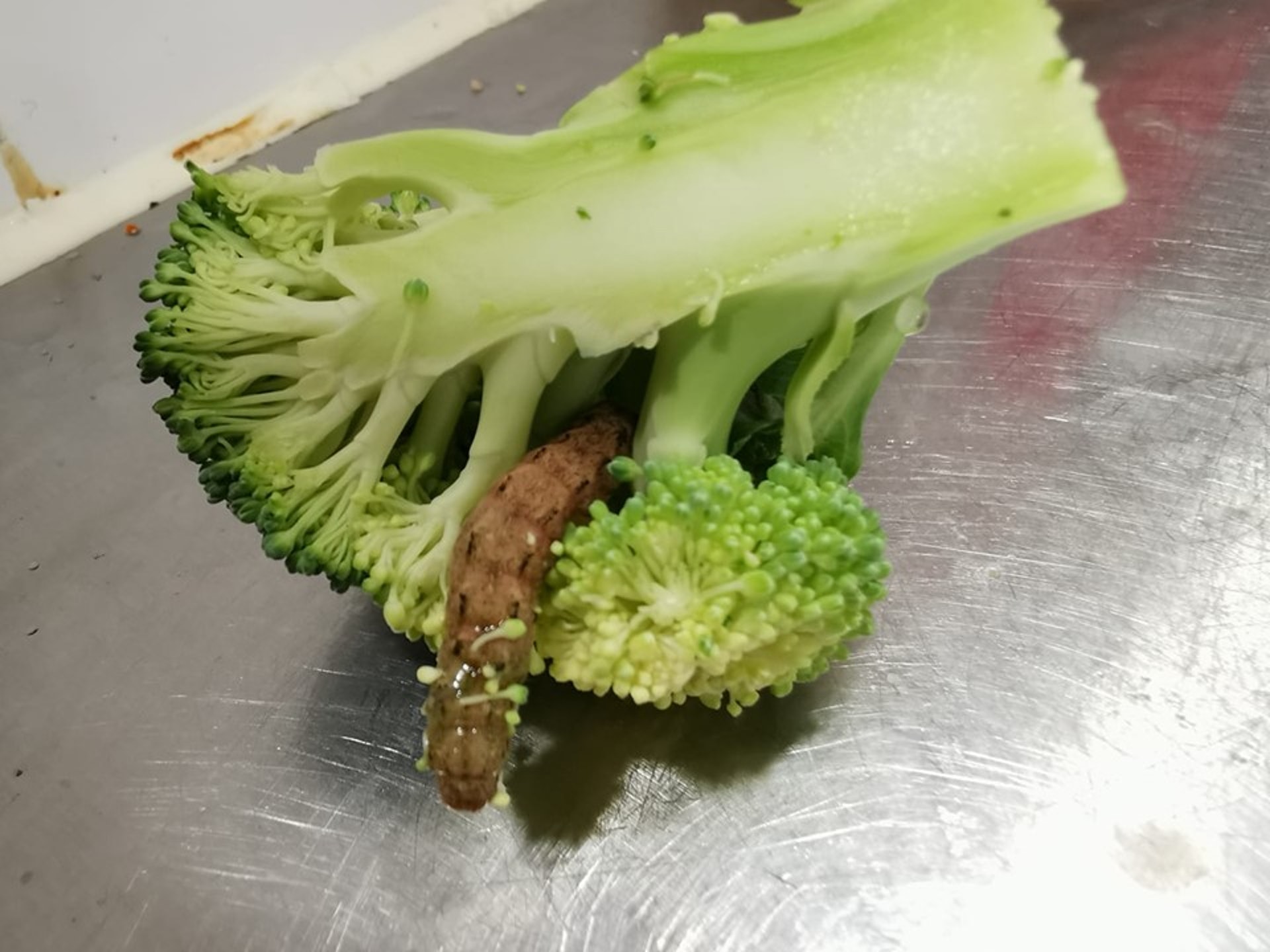 附清洗教學 西蘭花鑽出超巨型菜蟲網民 吃後功力大增 附清洗教學 西蘭花鑽出超巨型菜蟲網民 吃後功力大增