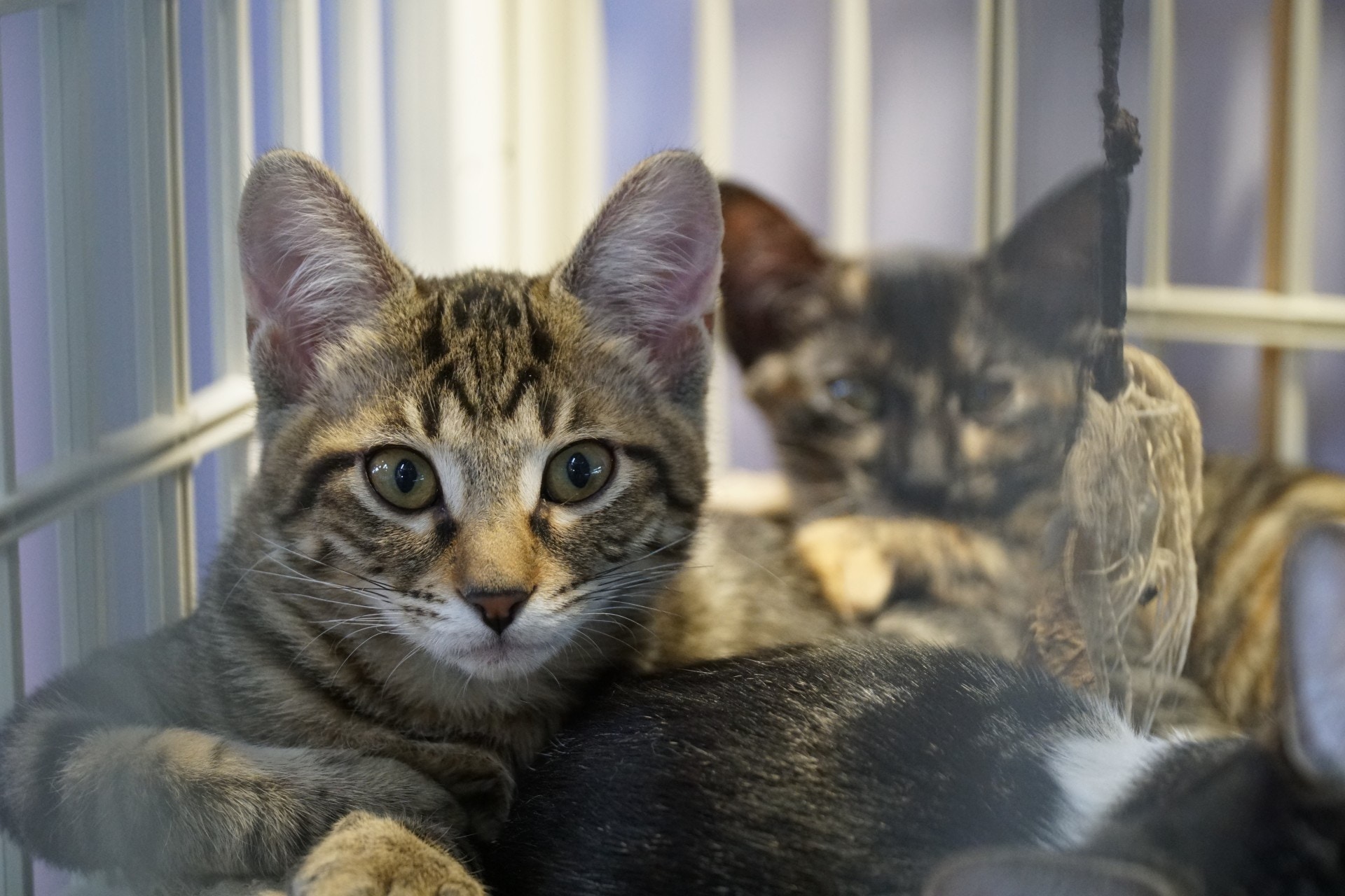在「山竹」襲港期間,Ling的店舖從不同渠道接收了逾22隻貓狗。(資料圖片) 在「山竹」襲港期間,Ling的店舖從不同渠道接收了逾22隻貓狗。(資料圖片)