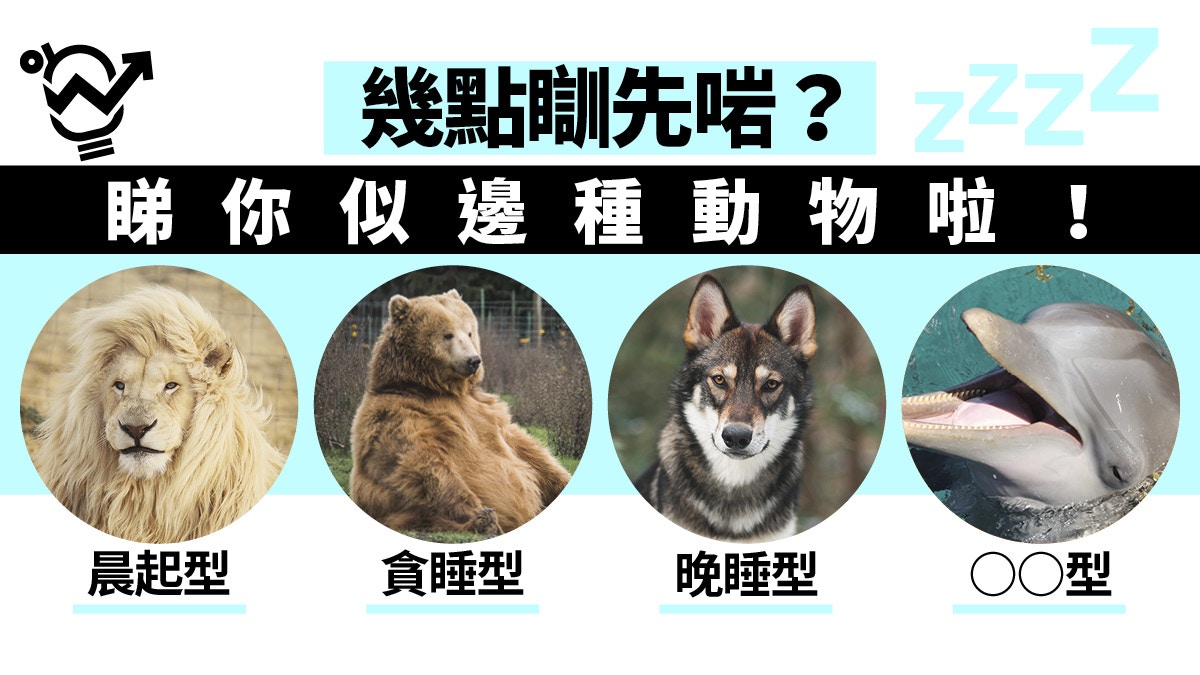 職場健康 獅子愛早起 熊較貪睡自評睡眠習慣最似哪種動物 香港01 職場