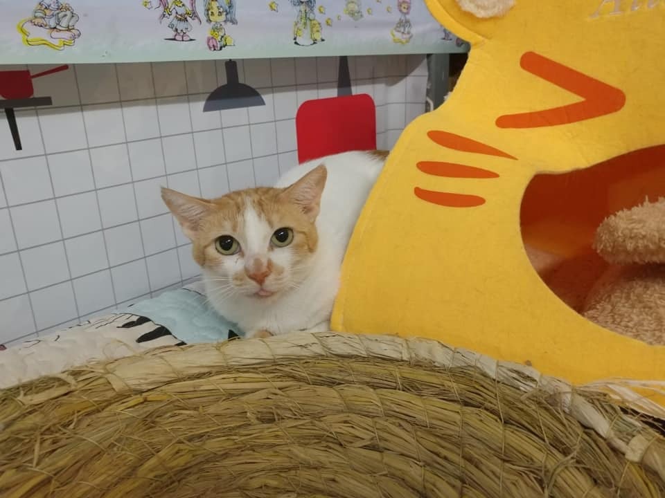 我叫「芝士媽」,係女仔嚟㗎,依家大約三歲,我性格有啲慢熱,對住陌生人會有啲怕羞㗎~ 我叫「芝士媽」,係女仔嚟㗎,依家大約三歲,我性格有啲慢熱,對住陌生人會有啲怕羞㗎~