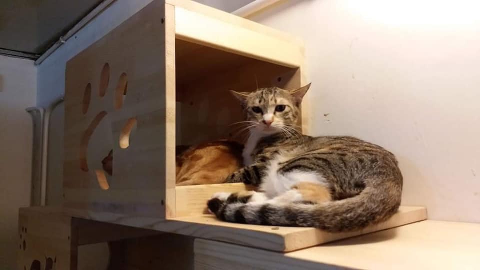 我叫「櫻桃」,係女仔嚟㗎,依家大約兩歲,性格有啲似港女,人人都話我有「公主病」~ 我叫「櫻桃」,係女仔嚟㗎,依家大約兩歲,性格有啲似港女,人人都話我有「公主病」~