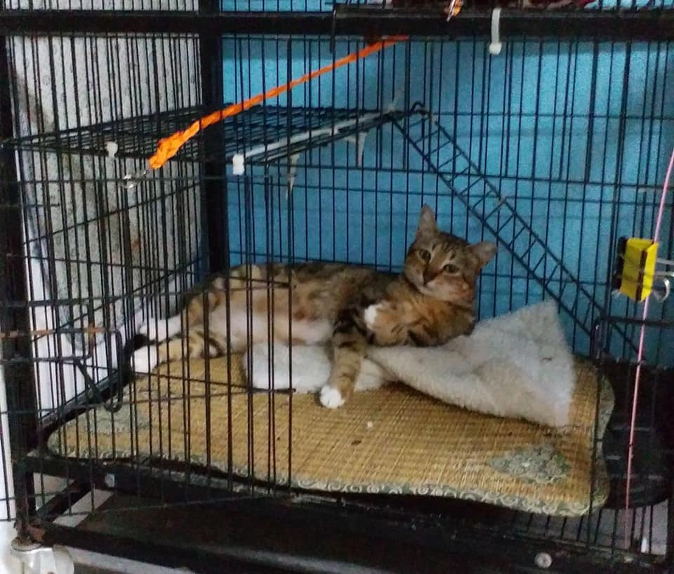 我叫「醜醜」,係女仔嚟㗎,依家大約四歲,我性格有啲文靜,大家都成日讚我乖㗎,不過有啲慢熱,要識耐啲先會親近人~ 我叫「醜醜」,係女仔嚟㗎,依家大約四歲,我性格有啲文靜,大家都成日讚我乖㗎,不過有啲慢熱,要識耐啲先會親近人~