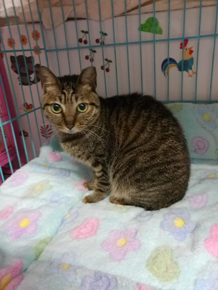 我叫「細細粒」,係女仔嚟㗎,依家大約兩歲,性格有啲慢熱,如果陌生人摸我,我會越摸越走㗎~ 我叫「細細粒」,係女仔嚟㗎,依家大約兩歲,性格有啲慢熱,如果陌生人摸我,我會越摸越走㗎~