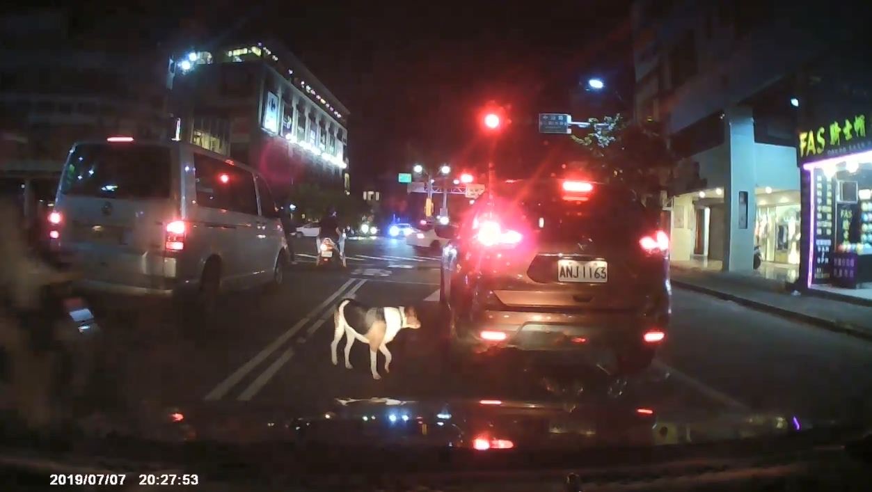 【棄養】狠心主人推唐狗下車　見綠燈即加速　狗狗窮追剩落寞身影