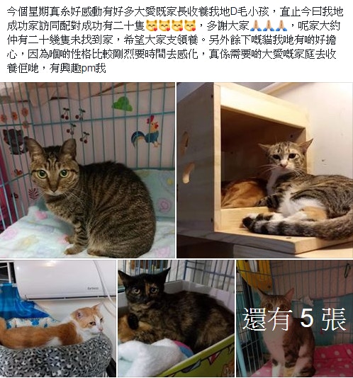 元朗浪貓客棧8月底結束,尚有8隻怕羞貓急尋領養。(facebook截圖:浪貓客棧 元朗) 元朗浪貓客棧8月底結束,尚有8隻怕羞貓急尋領養。(facebook截圖:浪貓客棧 元朗)