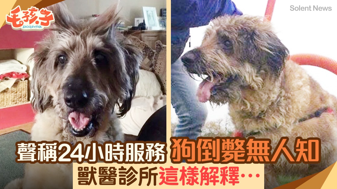 德國牧羊犬手術後倒斃竟無人知24小時獸醫診所用這解釋卸責 香港01 寵物