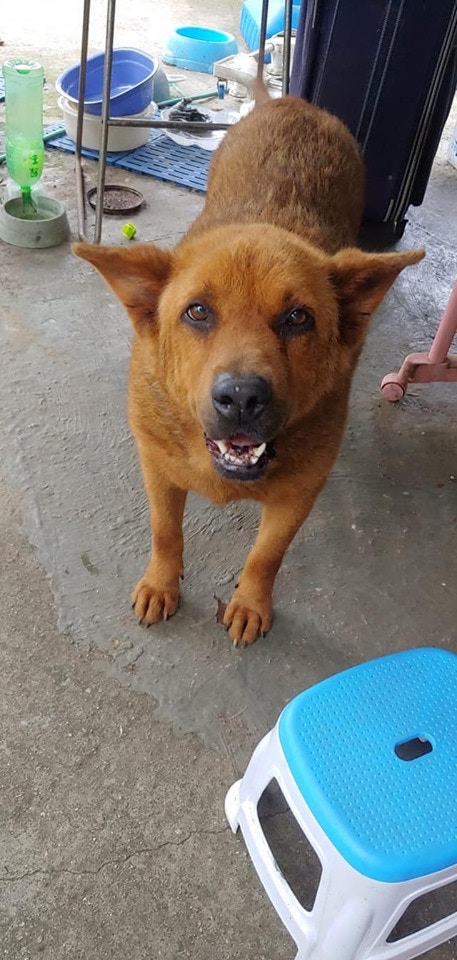 9歲的「咇咇」,雄性,現已絕育,比較慢熱。(Facebook@毛孩關愛組) 9歲的「咇咇」,雄性,現已絕育,比較慢熱。(Facebook@毛孩關愛組)