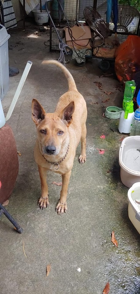 9歲的「Tango」,雄性,性格極度忠心。(Facebook@毛孩關愛組) 9歲的「Tango」,雄性,性格極度忠心。(Facebook@毛孩關愛組)