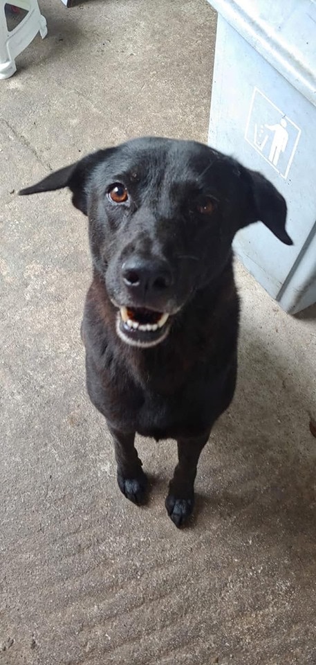 7歲的「叉燒」,雄性,已絕育,性格親人。(Facebook@毛孩關愛組) 7歲的「叉燒」,雄性,已絕育,性格親人。(Facebook@毛孩關愛組)